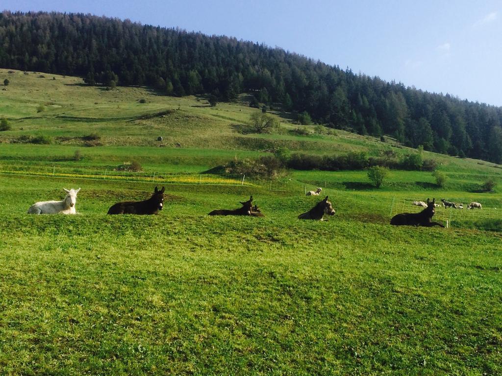 Chasa Werro Daire Sent Dış mekan fotoğraf